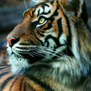 wildandstrong-tiger avatar