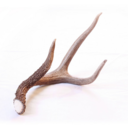 wildantlers avatar