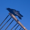 wildcorvids avatar