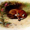 wildcottagefox avatar