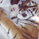 wilderdaisies avatar