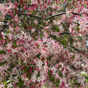 wildfl0werss-xx avatar