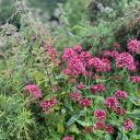 wildflower-26 avatar