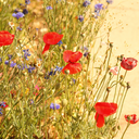 wildflower-love avatar