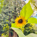 wildflower-outlaw avatar