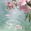 wildflowerknows avatar