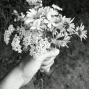 wildflowerrrr avatar