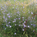 wildflowers-and-porcelain avatar