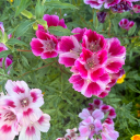 wildflowersinthewind avatar