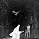 wildflowervvitch avatar