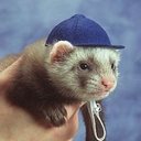 wildforestferret avatar