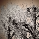 wildiwaslivid avatar