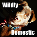 wildlydomesticated avatar