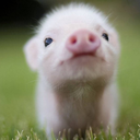 wildmooncheese avatar