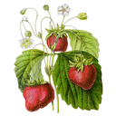 wildstrawberries1854-blog avatar