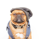 wildwierdworld avatar