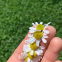 wildwillowwitch avatar