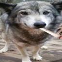 wildwolfchase avatar