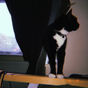 wildwolfflower avatar