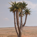 wiley-treehouse-gardens avatar