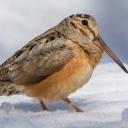 will-iswriting-again avatar