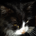 will-woods-rat avatar