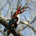 willfordwolfpac64 avatar