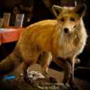 willful-little-fox avatar