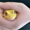 williamshakesper avatar