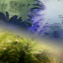 williamshervalfad avatar