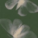 williamswifei avatar