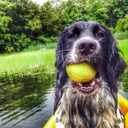 williamthespaniel-blog avatar