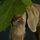 williamwegman-blog-blog avatar