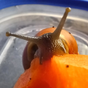 willllllllllllllll avatar