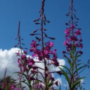 willowherbgardens avatar