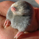 willowisbunger avatar