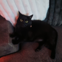 willowisthetree avatar