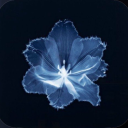 willowleavesnom avatar