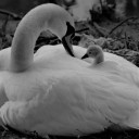 willowmansdaughter avatar