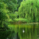 willowoforchid avatar