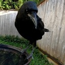 willowofthehearth avatar