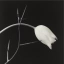 willowswiththorns avatar