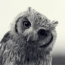 willyowl avatar