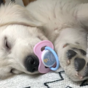 wilsonthepuppy avatar