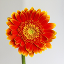 wilting-fleur avatar