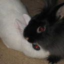 wiltingwaterlilies avatar