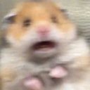 wimpaltsopeopledontknowmykink avatar