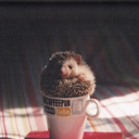 winchesters-in-the-impala avatar