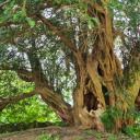 wind-in-the-sky avatar