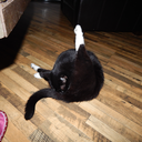 windbeutelschwan avatar